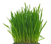 Cat Grass